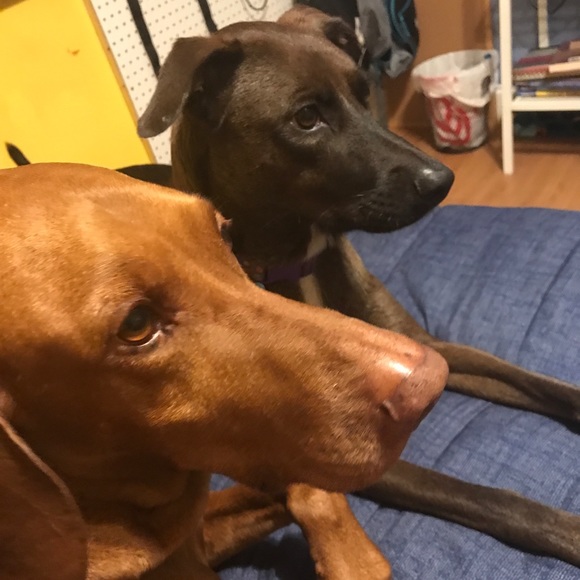 Meet your Posher, Sandra - Picture 1 of 1